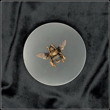 Load image into Gallery viewer, Preserved Hairy Footed Flower Bee Specimen
