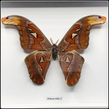 Load image into Gallery viewer, Atticus atlas Moth Frame
