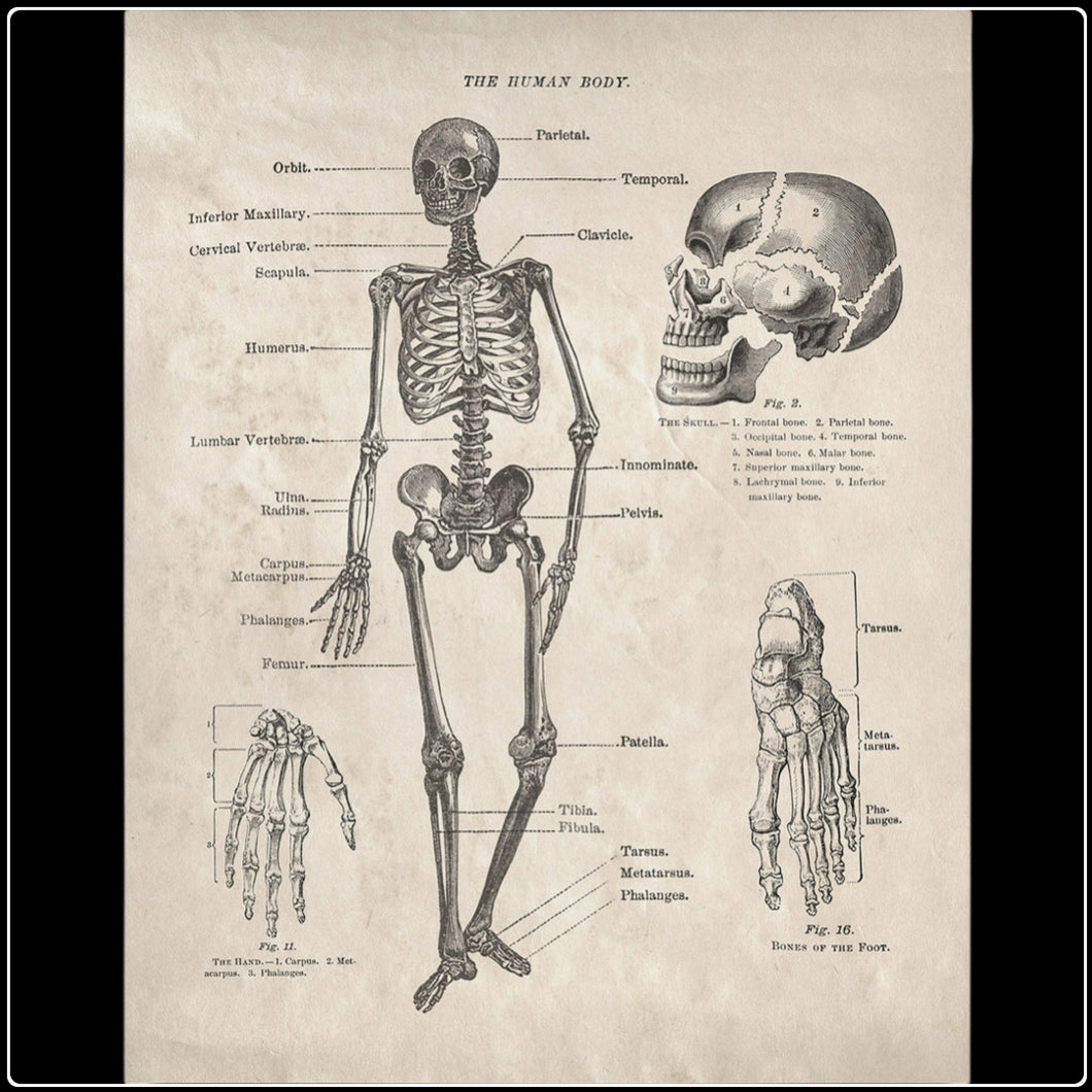 Vintage Anatomy Human Body Skeleton