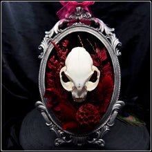 Load image into Gallery viewer, Felis Catus Skull on Antique Frame
