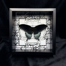 Load image into Gallery viewer, Papilio Memnon Shadow Box Frame
