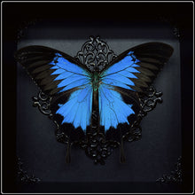 Load image into Gallery viewer, Papilio Ulysses Ulysses Butterfly Frame
