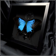 Load image into Gallery viewer, Papilio ulysses Butterfly &amp; Crescent Moon Frame
