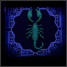 Load image into Gallery viewer, Heterometrus cyaneus Vanguard UV Reactive Frame
