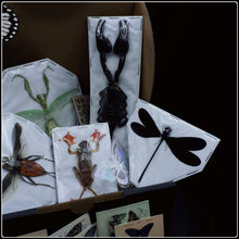 Load image into Gallery viewer, Mini Bug Box - Preserved Specimen Gift Set
