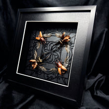 Load image into Gallery viewer, Quatro of Beetles Shadow Box Frame

