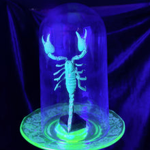 Load image into Gallery viewer, Javanimetrus cyaneus in Uranium Glass Display
