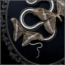 Load image into Gallery viewer, Snake Skeleton &amp; Samia insularis Moths in Antique Frame
