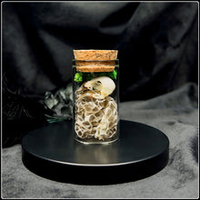Load image into Gallery viewer, Eurasian Tree Sparrow Skull in Glass Bottle
