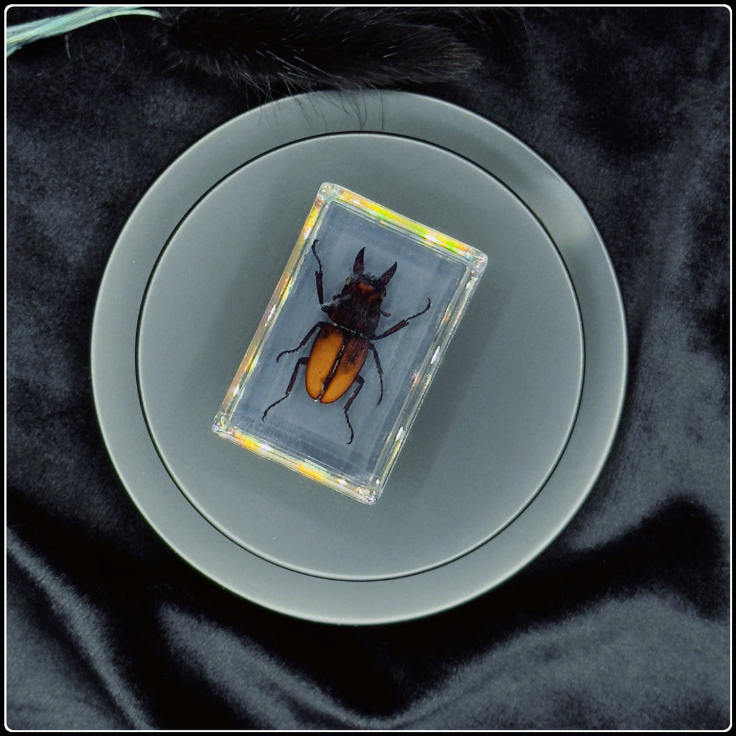 Stag Beetle in Resin