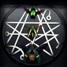 Load image into Gallery viewer, Trio Of Beetles Shadow Box Frame
