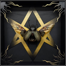 Load image into Gallery viewer, Chalcosoma atlas Unicursal Hexagram Frame
