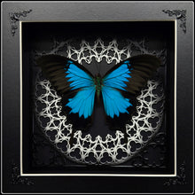 Load image into Gallery viewer, Papilio ulysses Sanctum Frame
