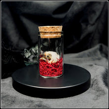 Load image into Gallery viewer, Eurasian Tree Sparrow Skull in Glass Bottle
