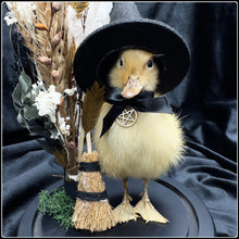 Load image into Gallery viewer, Witch Duckling - ‘Hazel’
