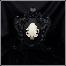 Load image into Gallery viewer, Domestic Cat Skull on Nosferatu Frame
