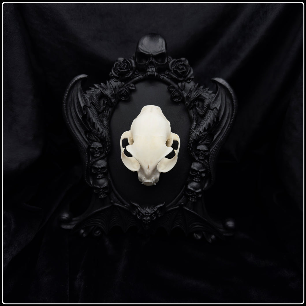 Domestic Cat Skull on Nosferatu Frame