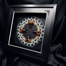 Load image into Gallery viewer, Quatro of Beetles In Shadow Box Frame
