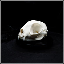 Load image into Gallery viewer, Felis Catus Skull

