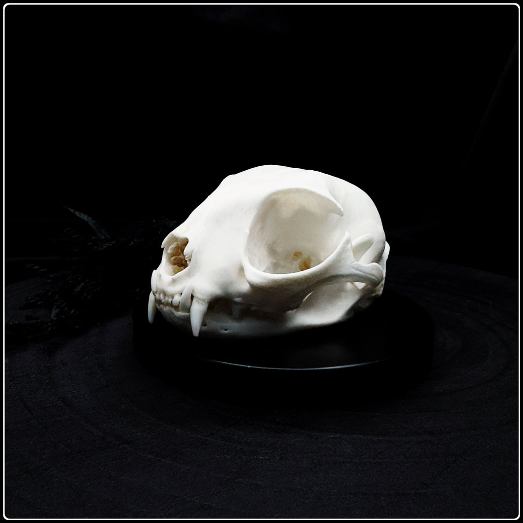 Felis Catus Skull