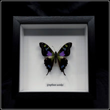 Load image into Gallery viewer, Graphium wieskei Butterfly Frame
