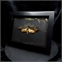 Load image into Gallery viewer, Acherontia styx Death Head Moth In Shadow Box Frame
