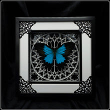 Load image into Gallery viewer, Papilio ulysses White Sanctum Frame
