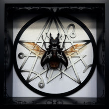 Load image into Gallery viewer, Odontolabis dalmanni Shadow Box Frame
