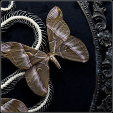 Load image into Gallery viewer, Snake Skeleton &amp; Samia insularis Moths in Antique Frame
