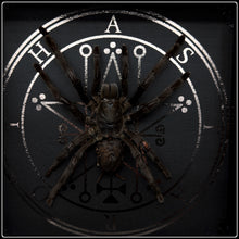 Load image into Gallery viewer, Tarantula and Sigil of Astaroth
