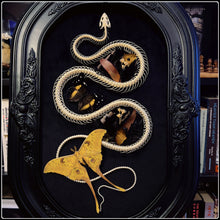 Load image into Gallery viewer, Large Snake Skeleton &amp; Rare Giant Silk Moth in Antique Bubble Glass Frame
