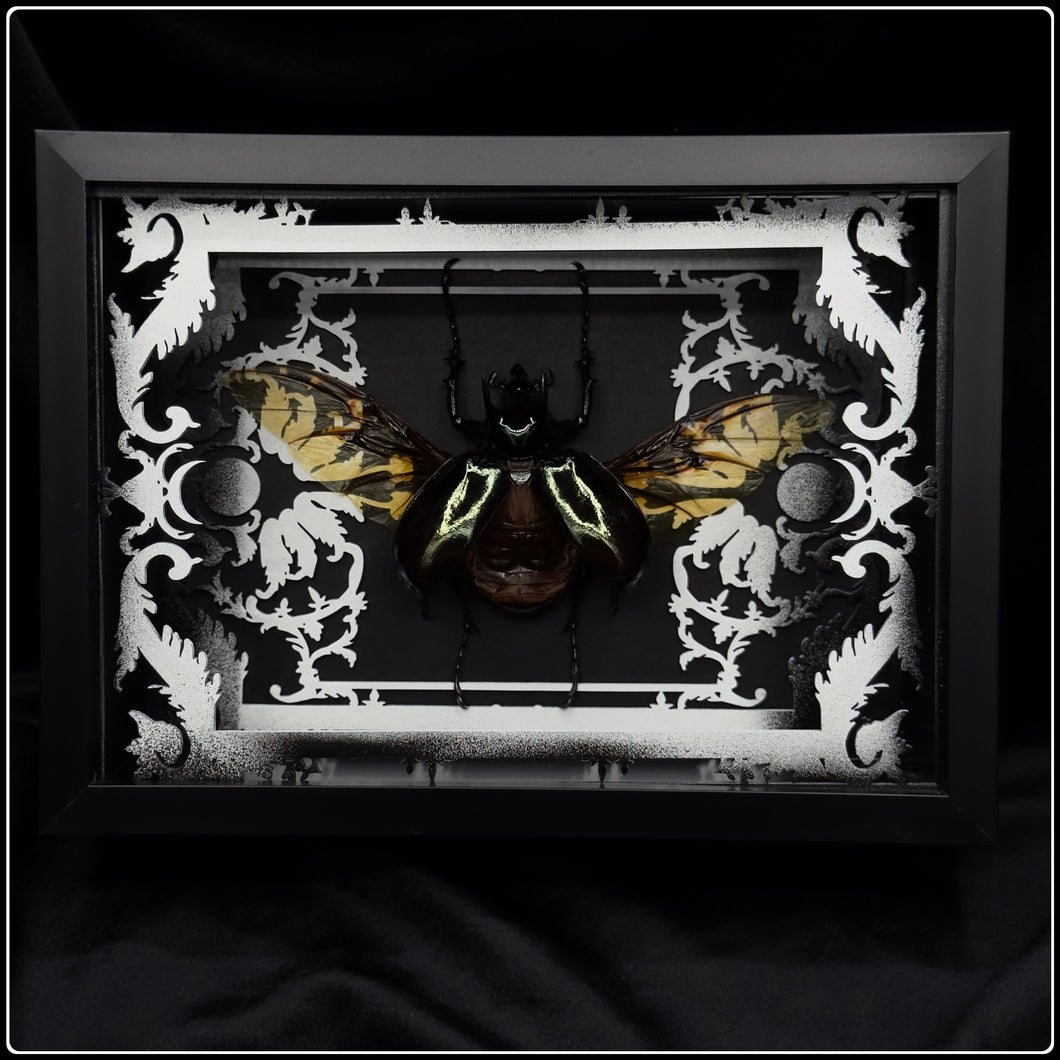 Chalcosoma Atlas Antiquity Frame