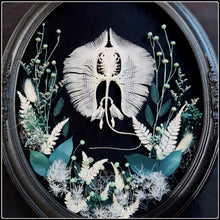 Load image into Gallery viewer, Stingray Skeleton in Antique Convex Glass Frame
