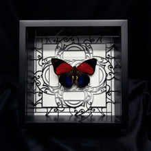 Load image into Gallery viewer, Agrias claudina lugens Shadow Box Frame
