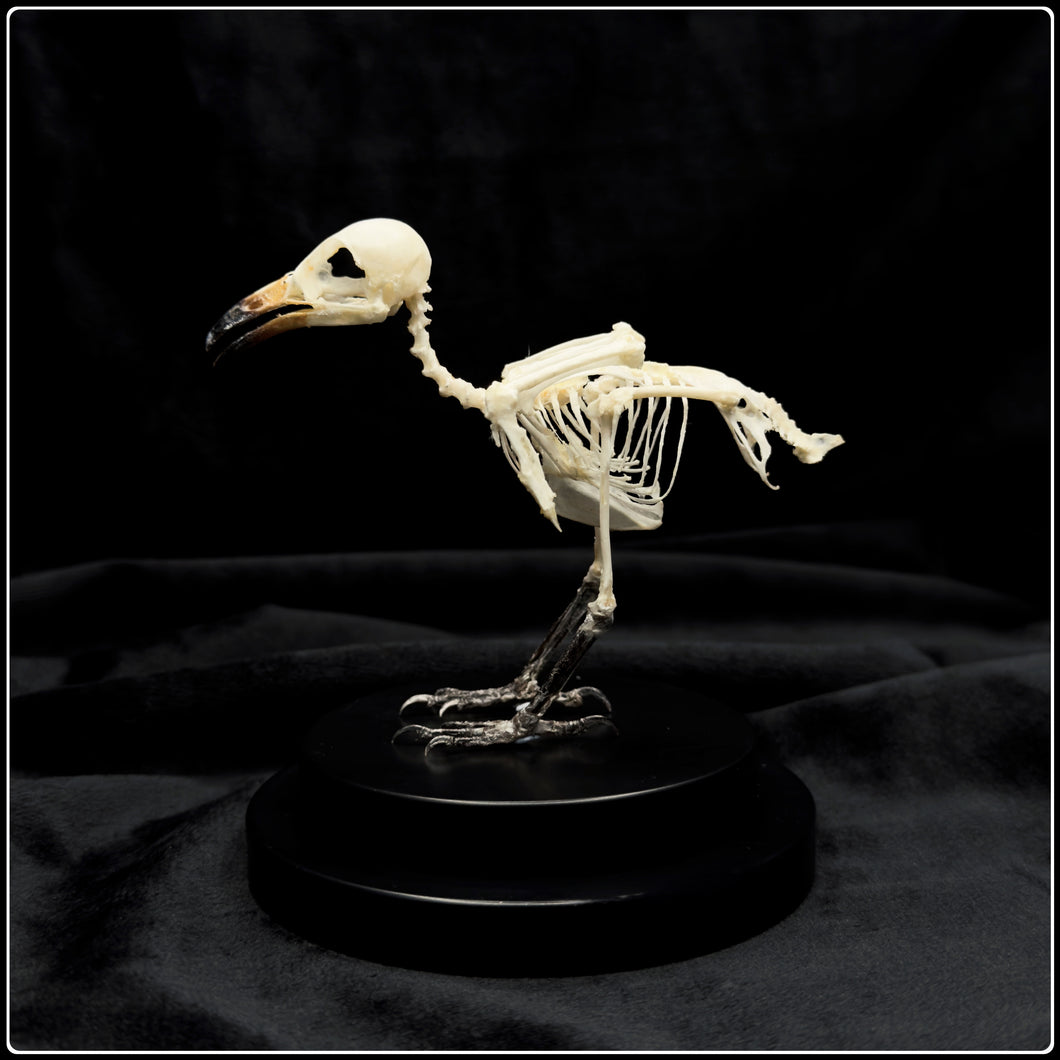 Sooty Headed Bulbul Articulated Skeleton