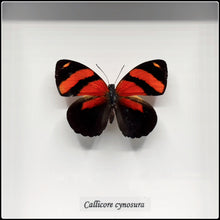 Load image into Gallery viewer, Callicore cynosura Butterfly Frame
