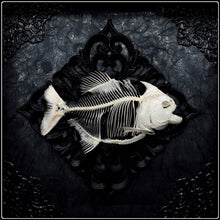 Load image into Gallery viewer, Piranha Skeleton Frame - RARE Specimen
