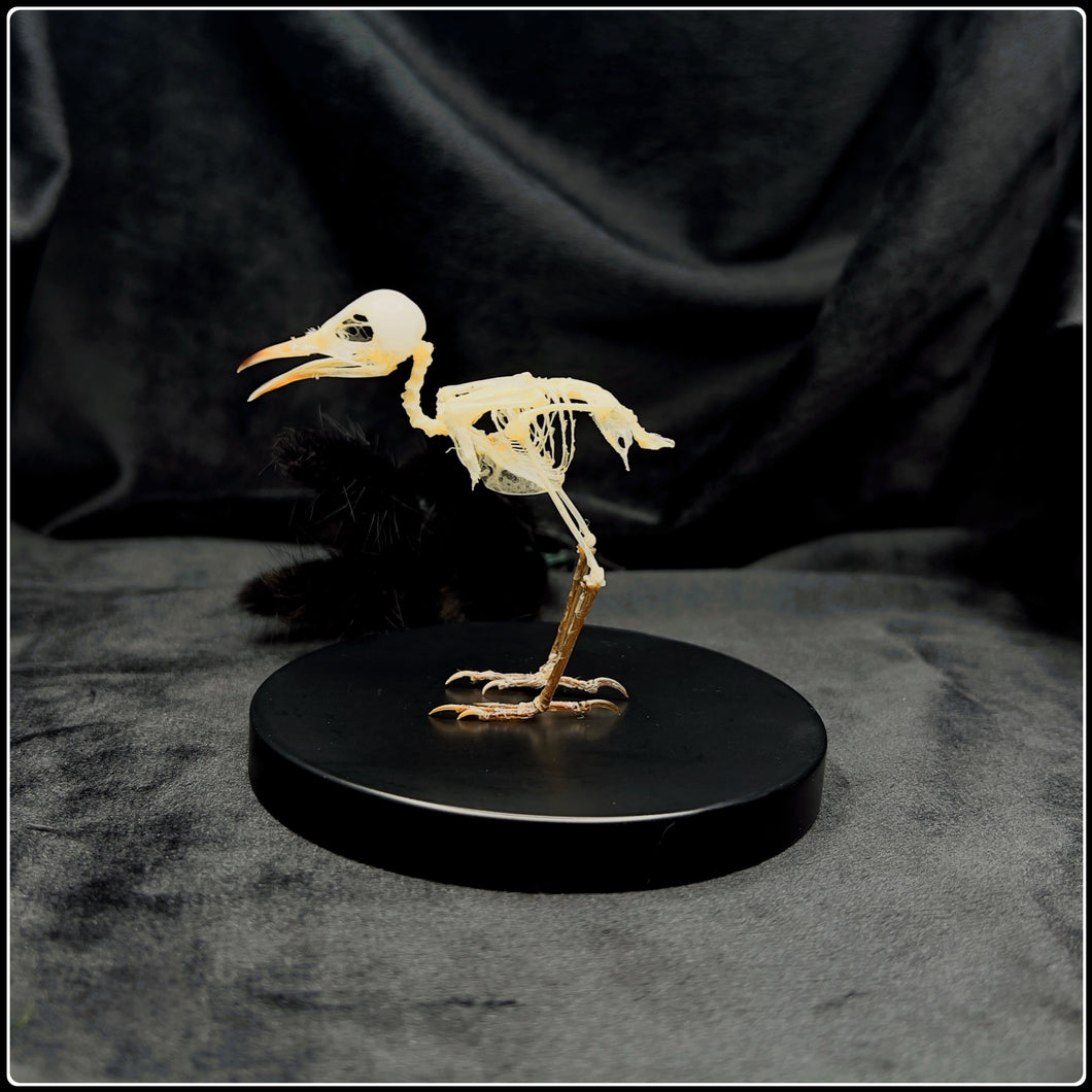 Ashy Tailor Articulated Bird Skeleton