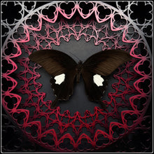 Load image into Gallery viewer, Papilio Sataspes Sanctum Frame
