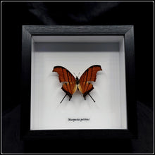 Load image into Gallery viewer, Marpesia petreus Butterfly Frame
