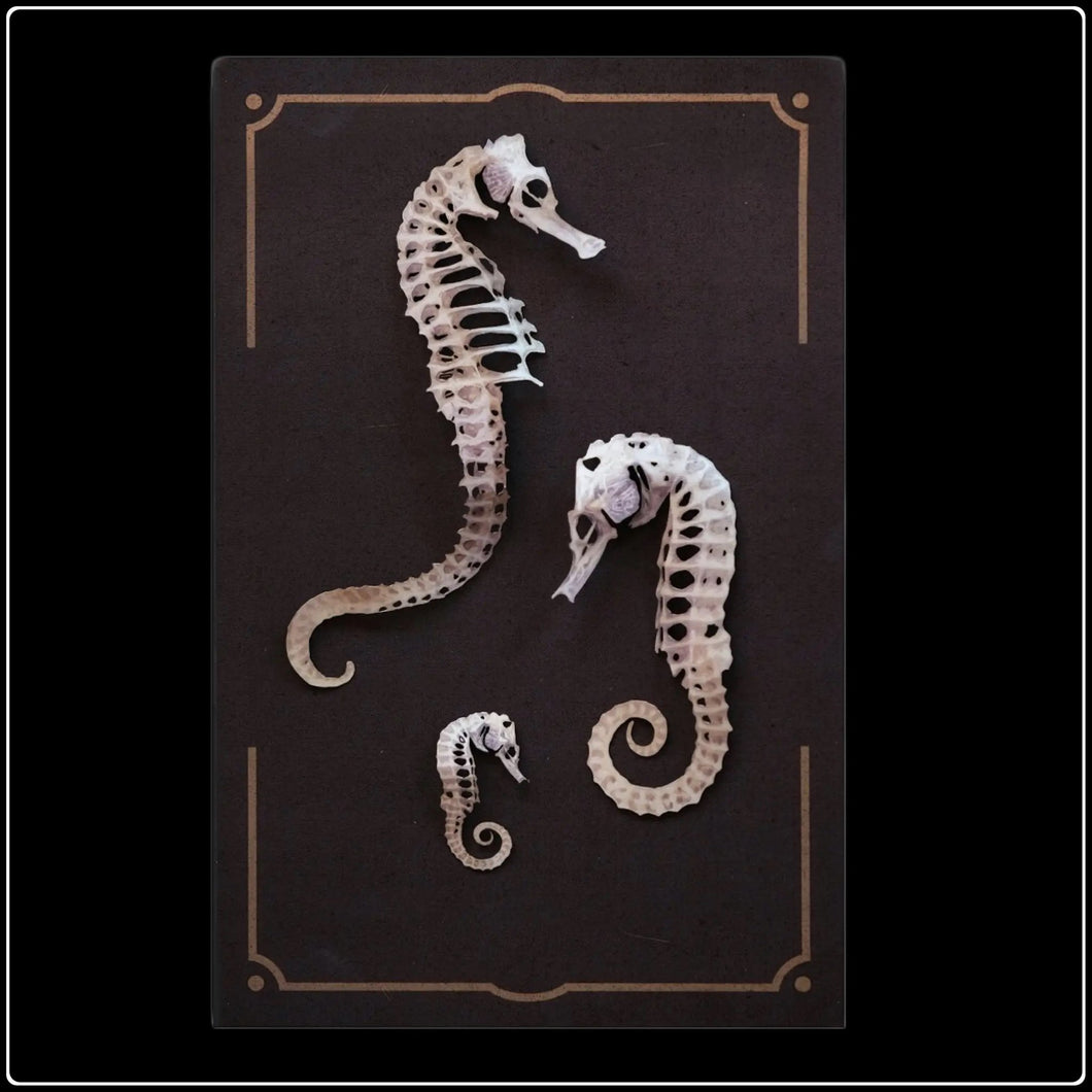 ‘Seafoam’ Seahorse Skeleton Set