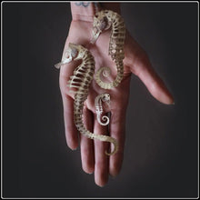 Load image into Gallery viewer, ‘Seafoam’ Seahorse Skeleton Set
