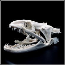 Load image into Gallery viewer, Genuine Moray Eel Skull
