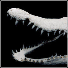 Load image into Gallery viewer, Crocodile Skull -  34cm
