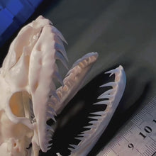 Load and play video in Gallery viewer, African Rock Python Skull 11.5cm
