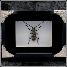 Load image into Gallery viewer, Longhorn Beetle Frame
