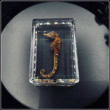 Load image into Gallery viewer, Seahorse In Resin
