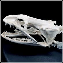 Load image into Gallery viewer, Genuine Moray Eel Skull

