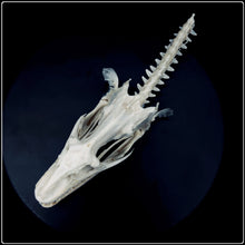 Load image into Gallery viewer, Genuine Moray Eel Skull

