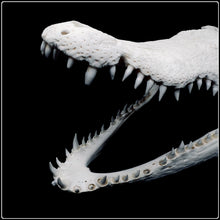 Load image into Gallery viewer, Crocodile Skull -  34cm
